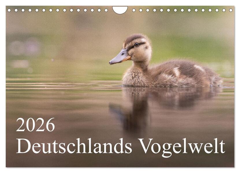 Deutschlands Vogelwelt (Wandkalender 2026 DIN A4 quer) CALVENDO Monatskalender