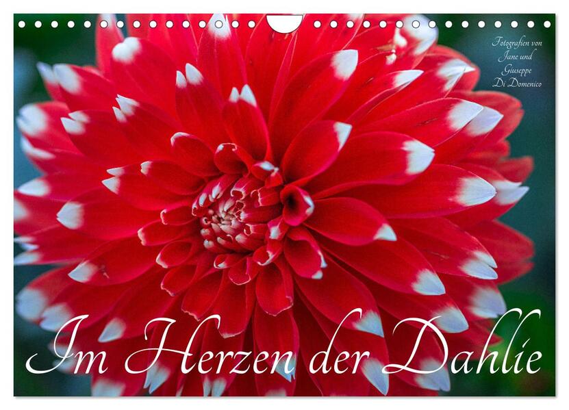 Im Herzen der Dahlie (Wandkalender 2026 DIN A4 quer) CALVENDO Monatskalender