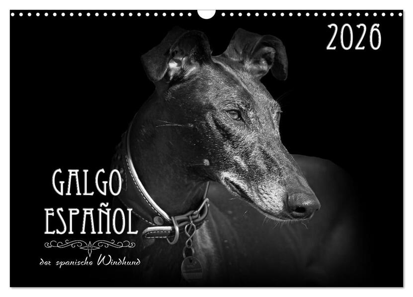 Galgo Español - der spanische Windhund 2026 (Wandkalender 2026 DIN A3 quer) CALVENDO Monatskalender
