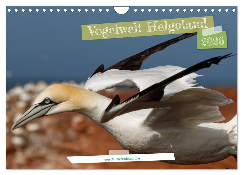 Vogelwelt Helgoland - von Ostfriesenfotografie (Wandkalender 2026 DIN A4 quer) CALVENDO Monatskalender