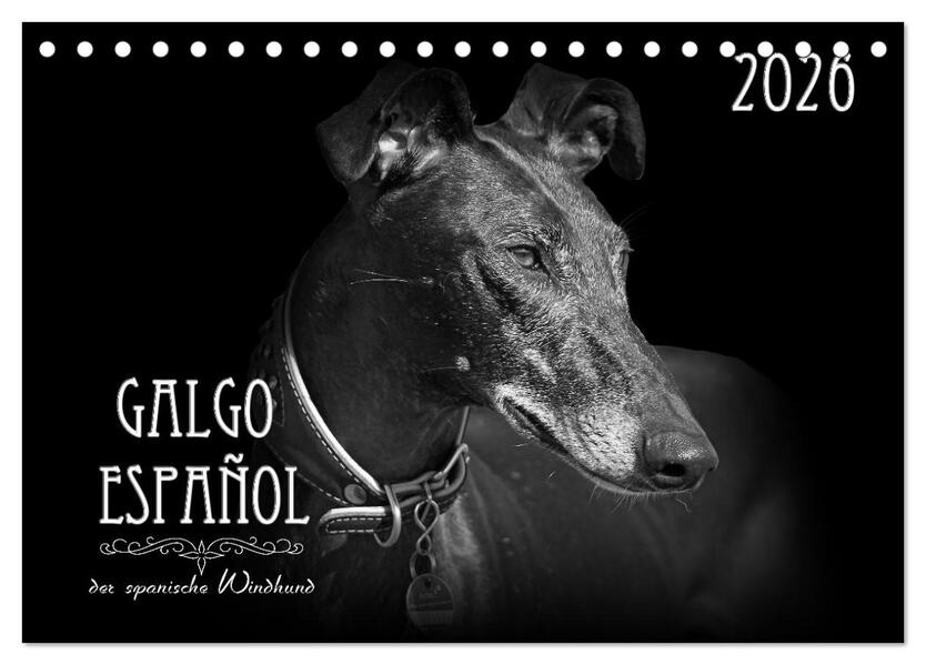 Galgo Español - der spanische Windhund 2026 (Tischkalender 2026 DIN A5 quer) CALVENDO Monatskalender
