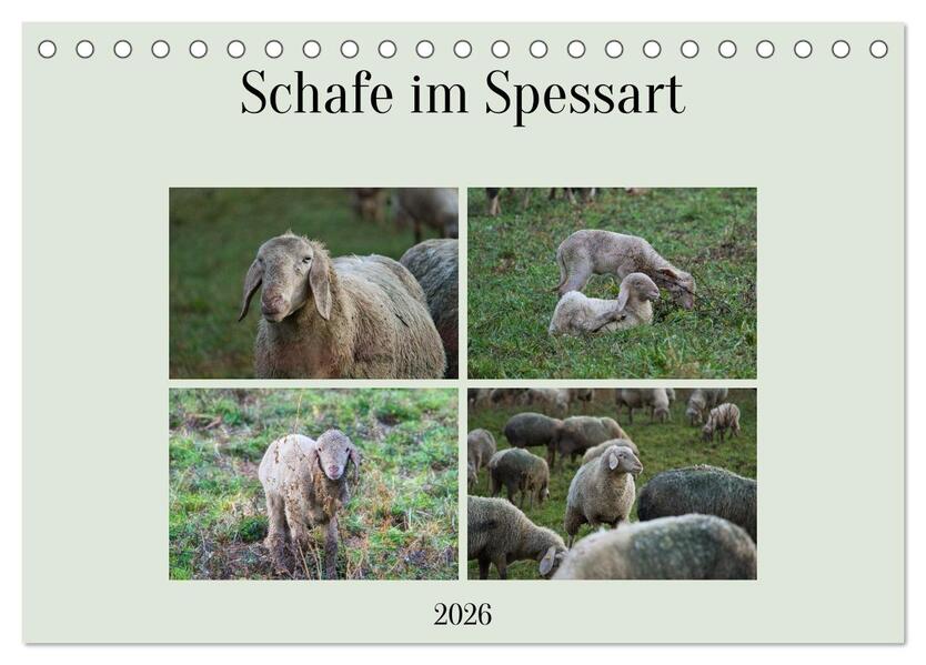 Schafe im Spessart (Tischkalender 2026 DIN A5 quer) CALVENDO Monatskalender