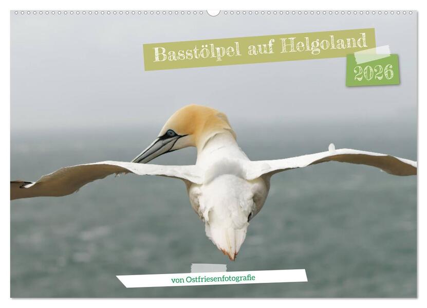 Basstölpel auf Helgoland - von Ostfriesenfotografie (Wandkalender 2026 DIN A2 quer) CALVENDO Monatskalender