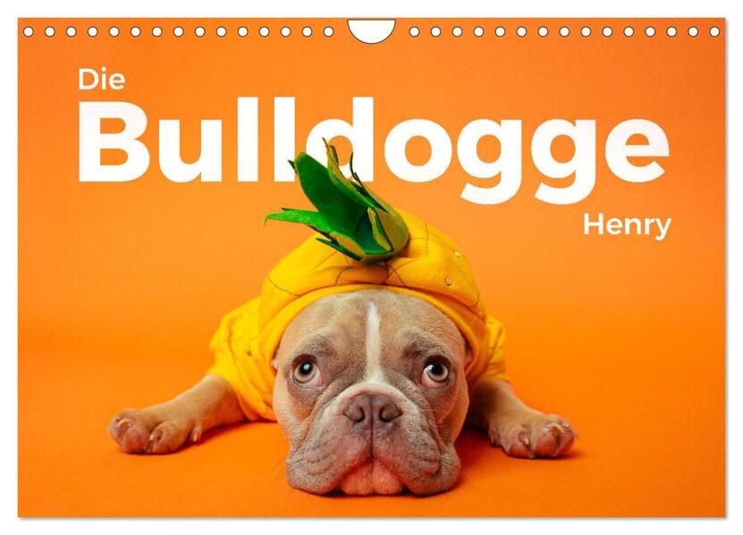 Die Bulldogge Henry (Wandkalender 2026 DIN A4 quer) CALVENDO Monatskalender