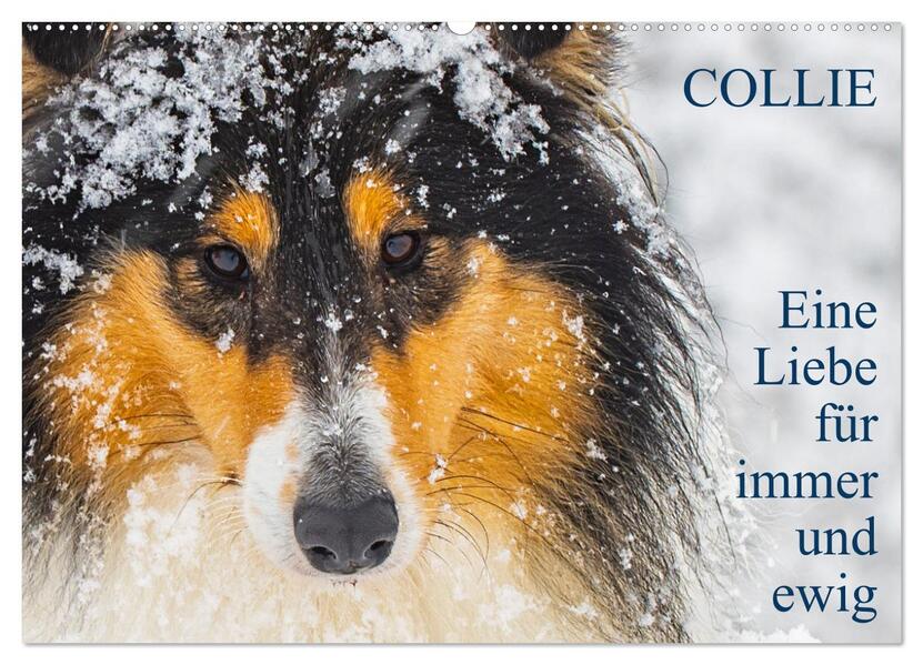 Collies - Eine Liebe für immer und ewig (Wandkalender 2026 DIN A2 quer) CALVENDO Monatskalender
