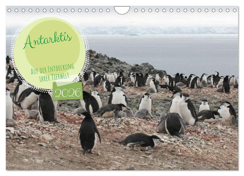 Antarktis Auf der Entdeckung ihrer Tierwelt (Wandkalender 2026 DIN A4 quer) CALVENDO Monatskalender