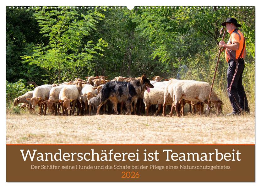 Wanderschäferei ist Teamarbeit (Wandkalender 2026 DIN A2 quer) CALVENDO Monatskalender