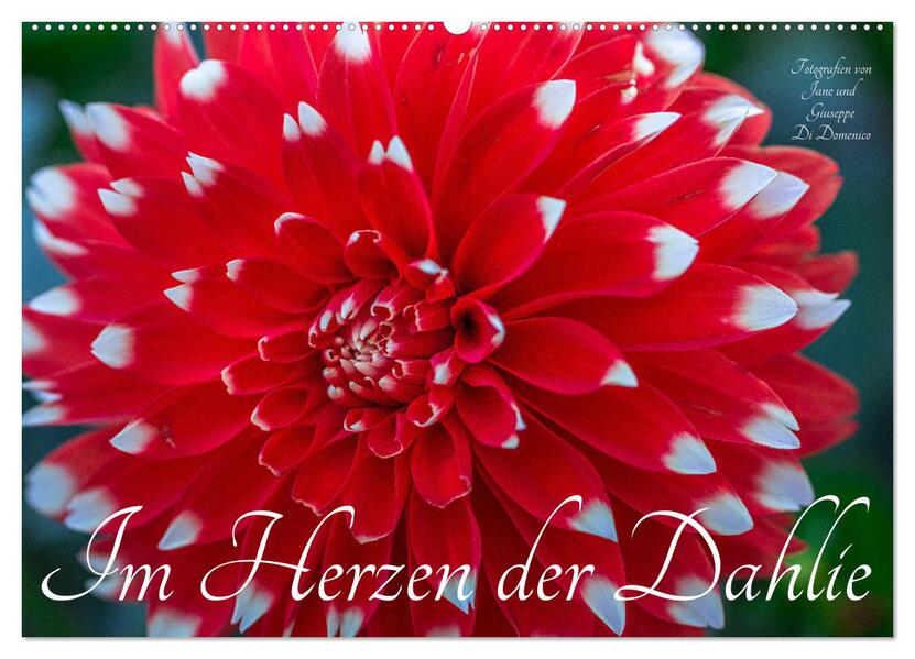 Im Herzen der Dahlie (Wandkalender 2026 DIN A2 quer) CALVENDO Monatskalender