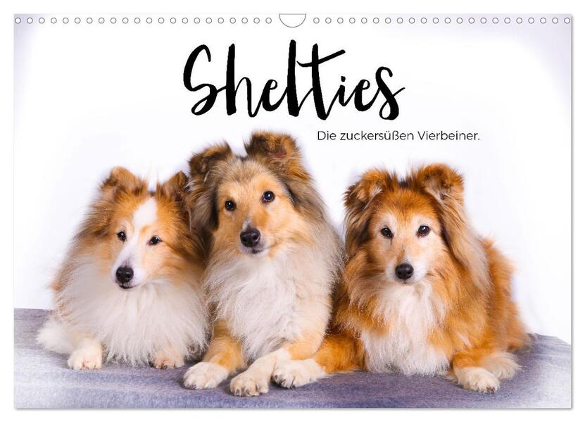 Shelties - Die zuckersüßen Vierbeiner. (Wandkalender 2026 DIN A3 quer) CALVENDO Monatskalender