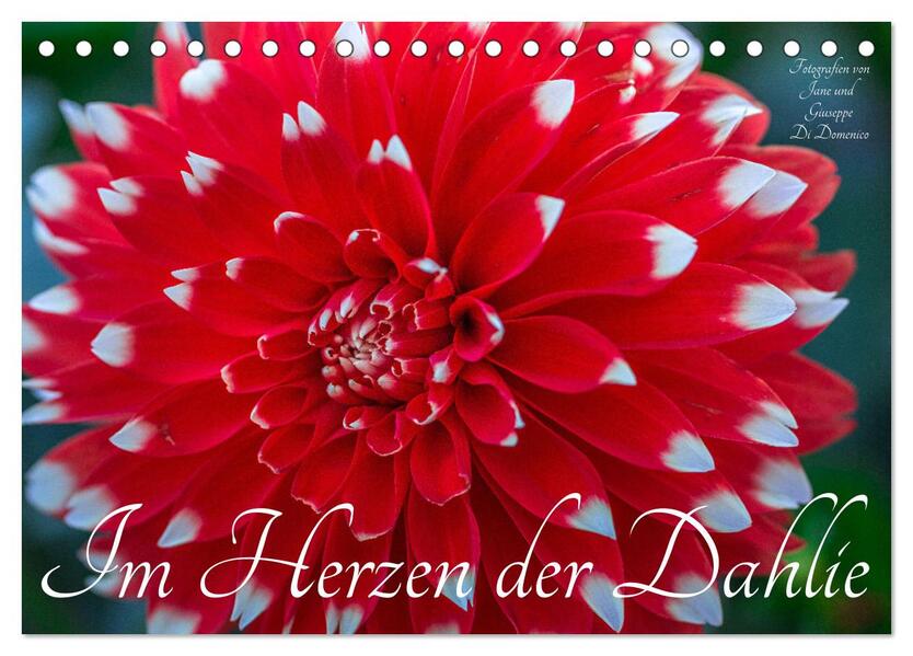 Im Herzen der Dahlie (Tischkalender 2026 DIN A5 quer) CALVENDO Monatskalender