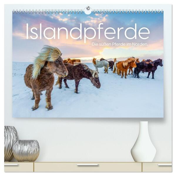 Islandpferde - Die süßen Pferde im Norden. (hochwertiger Premium Wandkalender 2026 DIN A2 quer) Kunstdruck in Hochglanz