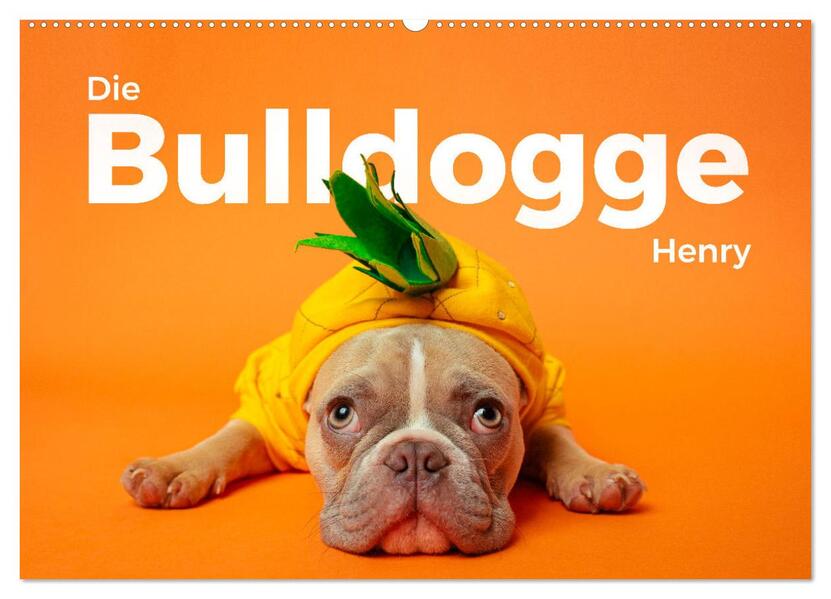 Die Bulldogge Henry (Wandkalender 2026 DIN A2 quer) CALVENDO Monatskalender