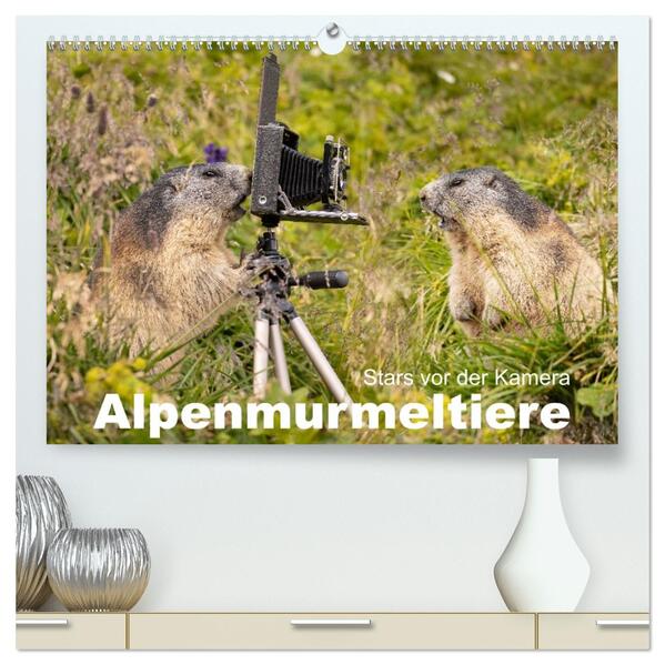 Alpenmurmeltiere - Stars vor der Kamera (hochwertiger Premium Wandkalender 2026 DIN A2 quer) Kunstdruck in Hochglanz