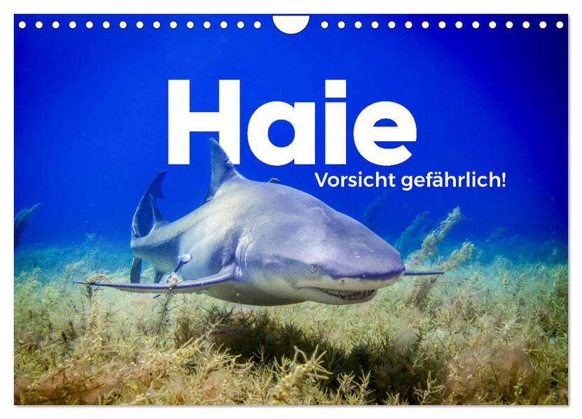 Haie - Vorsicht gefährlich! (Wandkalender 2026 DIN A4 quer) CALVENDO Monatskalender