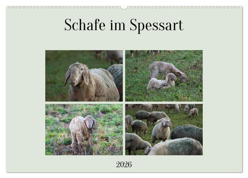 Schafe im Spessart (Wandkalender 2026 DIN A2 quer) CALVENDO Monatskalender