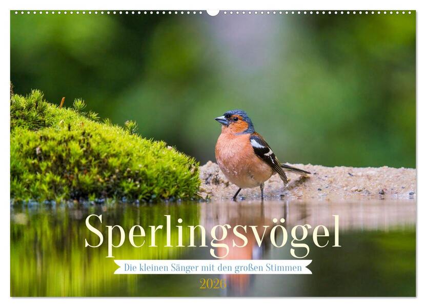 Sperlingsvögel - Die kleinen Sänger mit den großen Stimmen (Wandkalender 2026 DIN A2 quer) CALVENDO Monatskalender