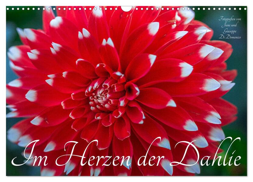 Im Herzen der Dahlie (Wandkalender 2026 DIN A3 quer) CALVENDO Monatskalender