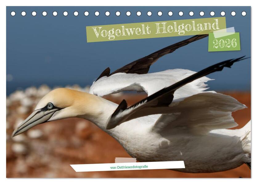 Vogelwelt Helgoland - von Ostfriesenfotografie (Tischkalender 2026 DIN A5 quer) CALVENDO Monatskalender