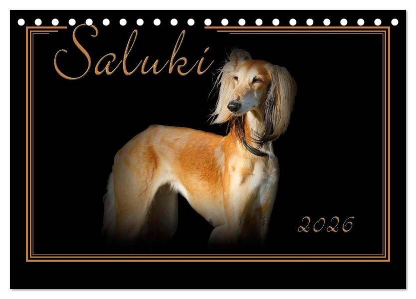 Saluki 2026 (Tischkalender 2026 DIN A5 quer) CALVENDO Monatskalender