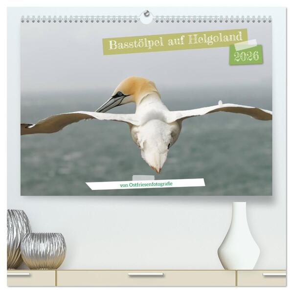 Basstölpel auf Helgoland - von Ostfriesenfotografie (hochwertiger Premium Wandkalender 2026 DIN A2 quer) Kunstdruck in Hochglanz