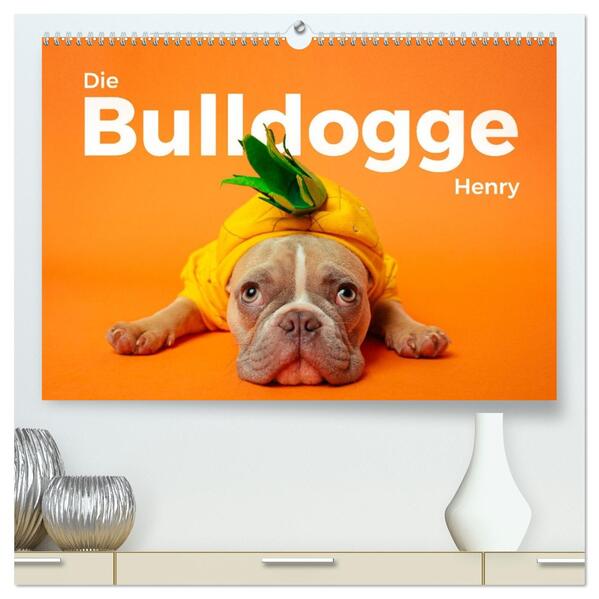 Die Bulldogge Henry (hochwertiger Premium Wandkalender 2026 DIN A2 quer) Kunstdruck in Hochglanz