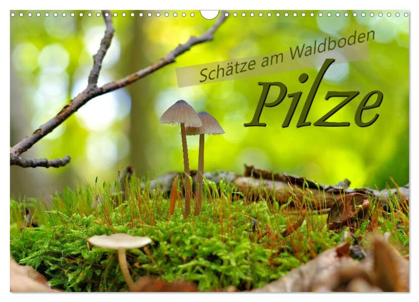 Pilze - Schätze am Waldboden (Wandkalender 2026 DIN A3 quer) CALVENDO Monatskalender