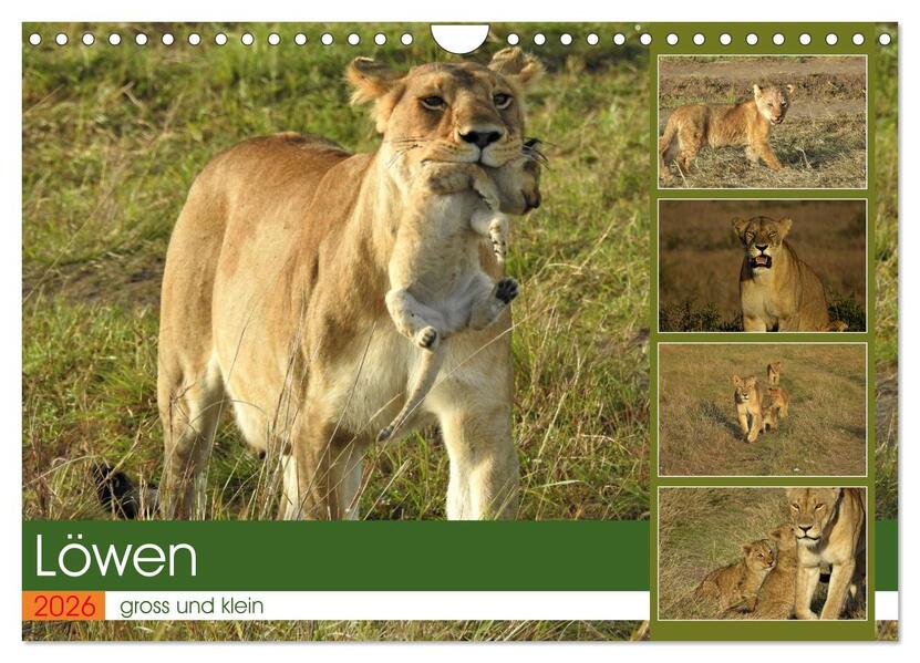 Löwen - gross und klein (Wandkalender 2026 DIN A4 quer) CALVENDO Monatskalender