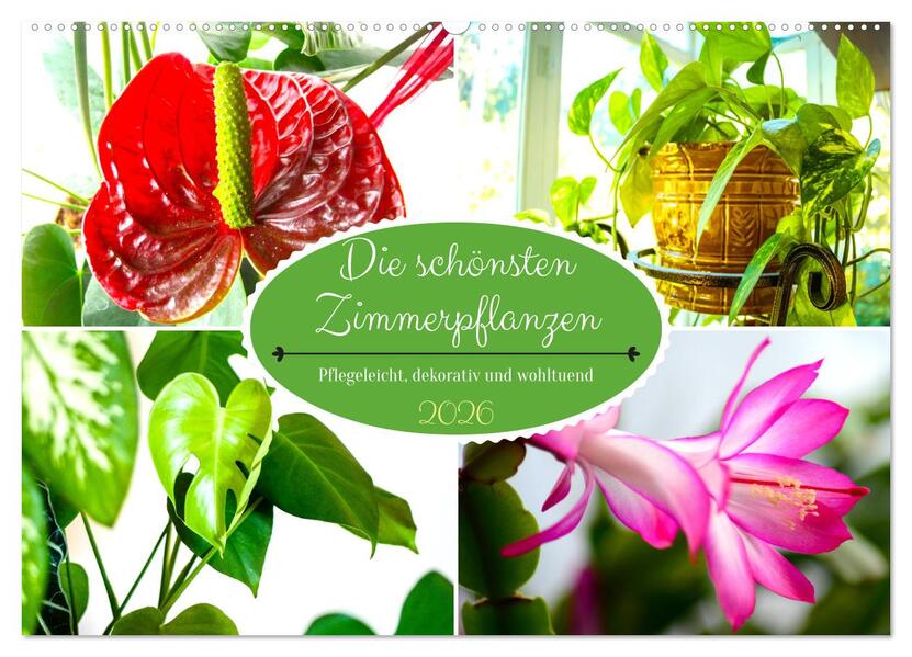 Die schönsten Zimmerpflanzen. Pflegeleicht dekorativ und wohltuend (Wandkalender 2026 DIN A2 quer) CALVENDO Monatskalender