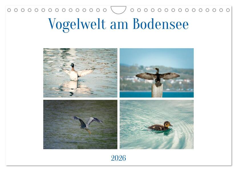 Vogelwelt am Bodensee 2026 (Wandkalender 2026 DIN A4 quer) CALVENDO Monatskalender