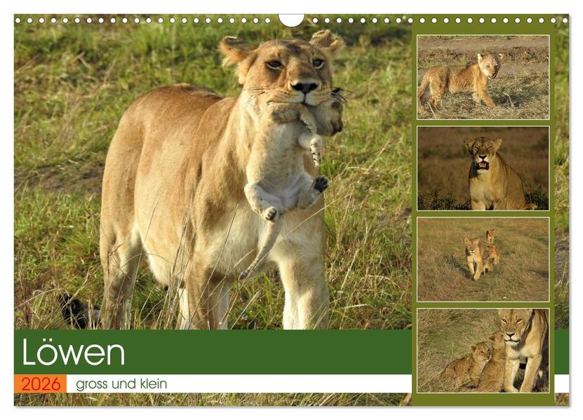 Löwen - gross und klein (Wandkalender 2026 DIN A3 quer) CALVENDO Monatskalender