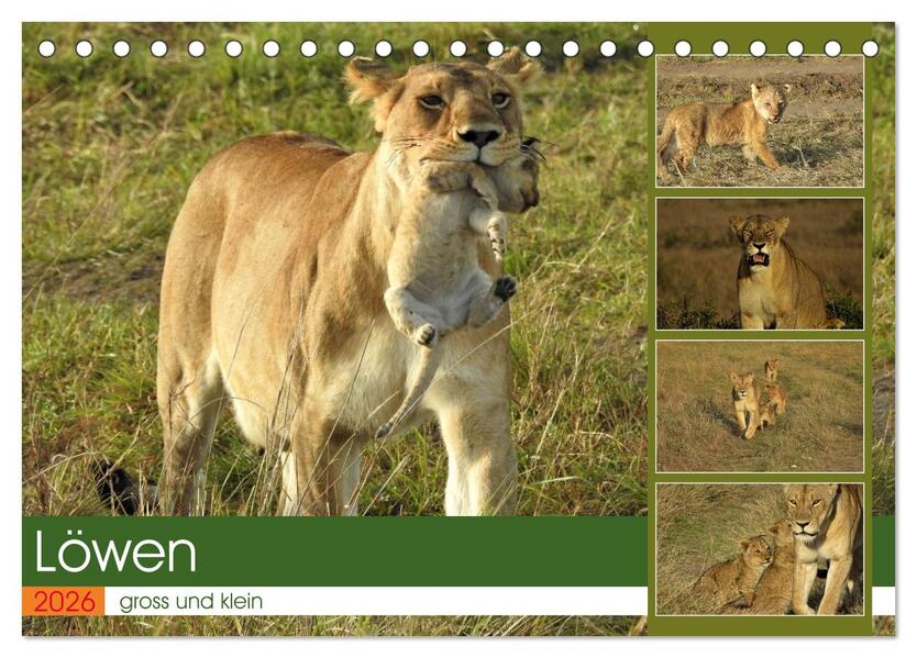 Löwen - gross und klein (Tischkalender 2026 DIN A5 quer) CALVENDO Monatskalender