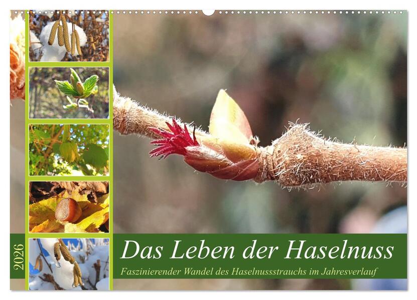 Das Leben der Haselnuss (Wandkalender 2026 DIN A2 quer) CALVENDO Monatskalender