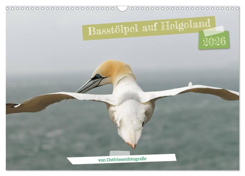 Basstölpel auf Helgoland - von Ostfriesenfotografie (Wandkalender 2026 DIN A3 quer) CALVENDO Monatskalender