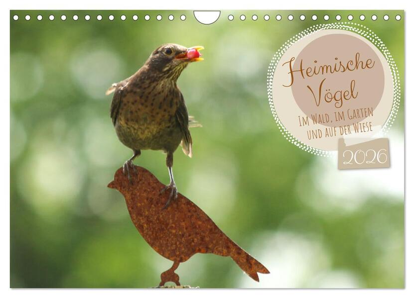 Heimische Vögel - Im Wald im Garten und auf der Wiese (Wandkalender 2026 DIN A4 quer) CALVENDO Monatskalender