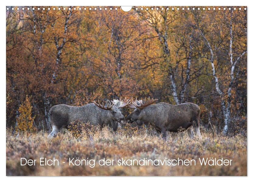 Der Elch - König der skandinavischen Wälder (Wandkalender 2026 DIN A3 quer) CALVENDO Monatskalender