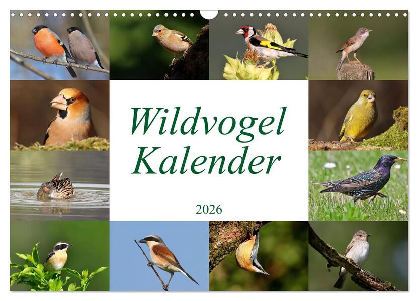 Wildvogelkalender (Wandkalender 2026 DIN A3 quer) CALVENDO Monatskalender
