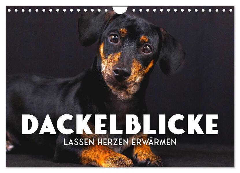 Dackelblicke - Lassen Herzen erwärmen. (Wandkalender 2026 DIN A4 quer) CALVENDO Monatskalender