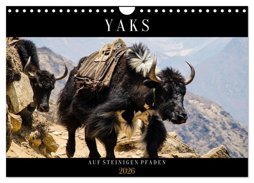 Yaks - auf steinigen Pfaden (Wandkalender 2026 DIN A4 quer) CALVENDO Monatskalender