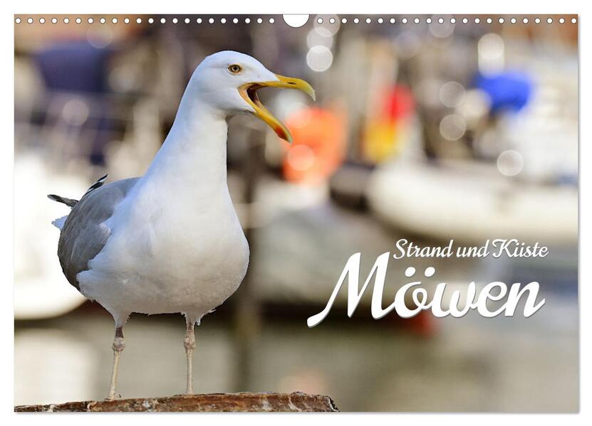 Strand und Küste - Möwen (Wandkalender 2026 DIN A3 quer) CALVENDO Monatskalender