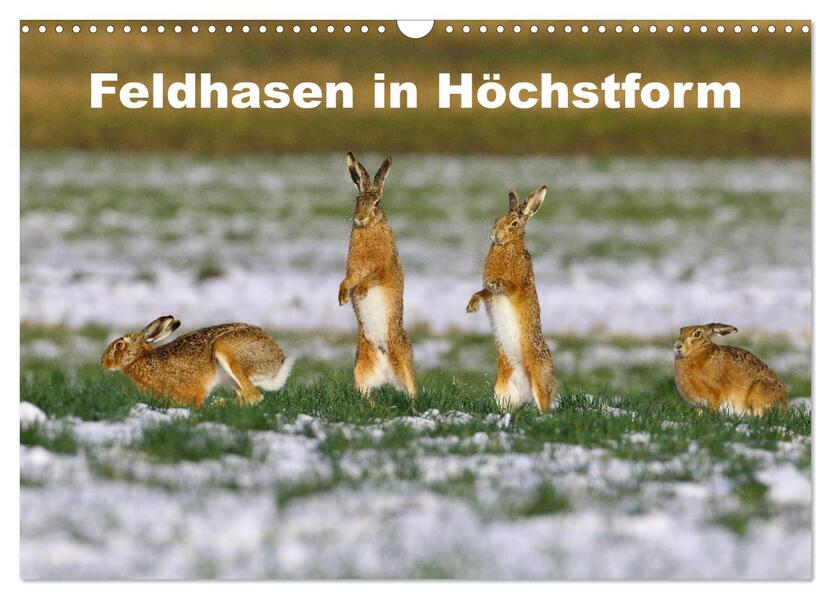 Feldhasen in Höchstform (Wandkalender 2026 DIN A3 quer) CALVENDO Monatskalender