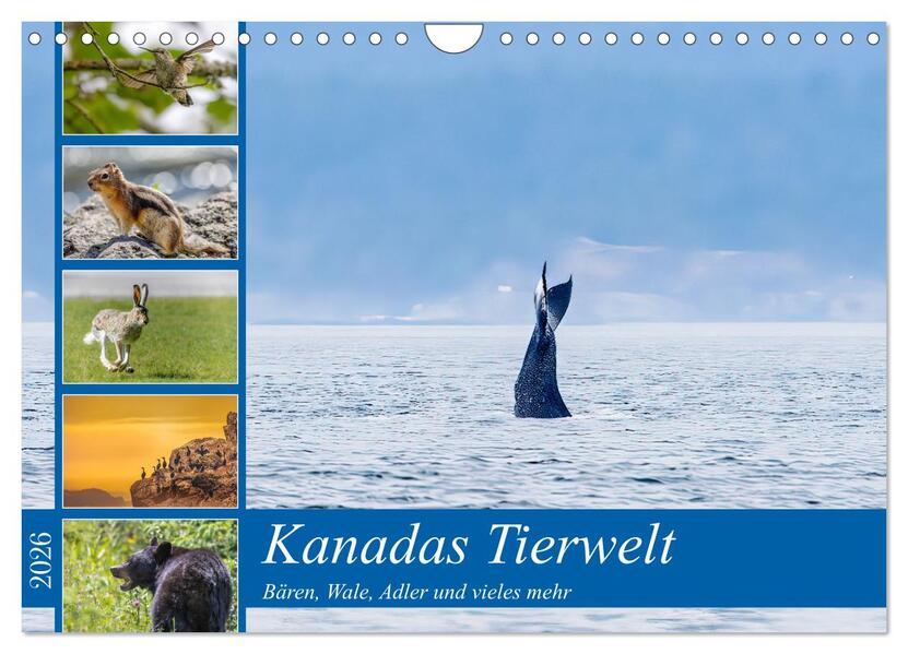 Kanadas Tierwelt - Bären Wale und vieles mehr (Wandkalender 2026 DIN A4 quer) CALVENDO Monatskalender