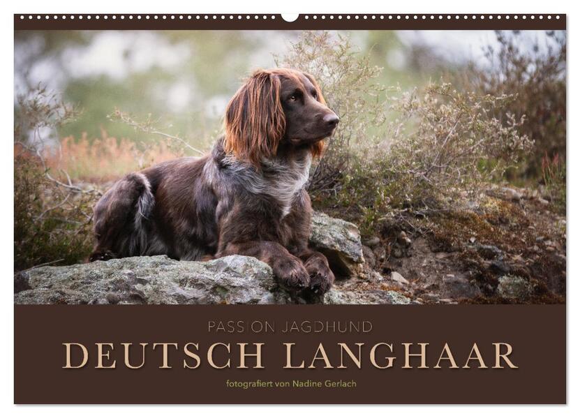 Passion Jagdhund - Deutsch Langhaar (Wandkalender 2026 DIN A2 quer) CALVENDO Monatskalender