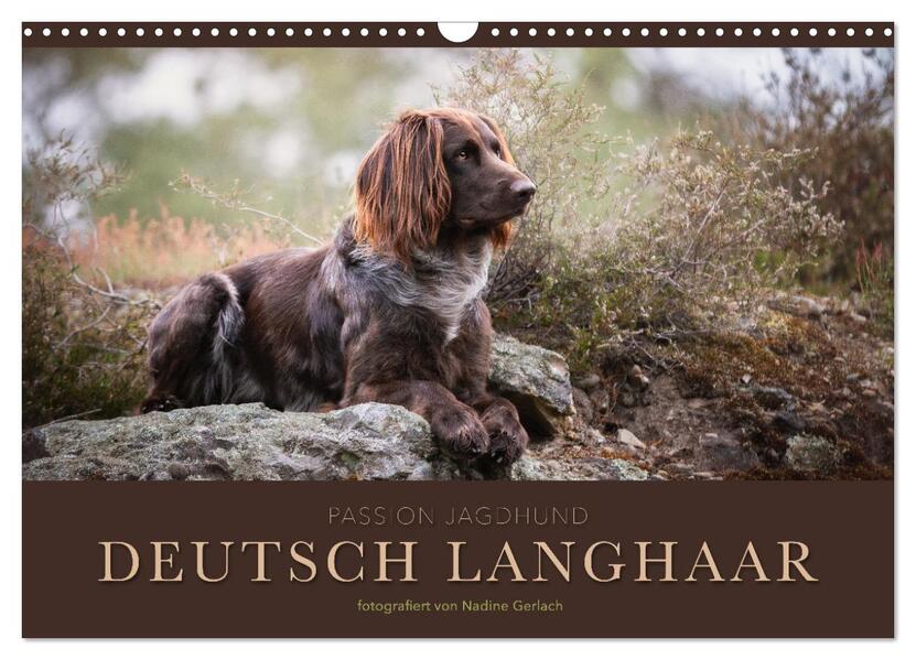 Passion Jagdhund - Deutsch Langhaar (Wandkalender 2026 DIN A3 quer) CALVENDO Monatskalender