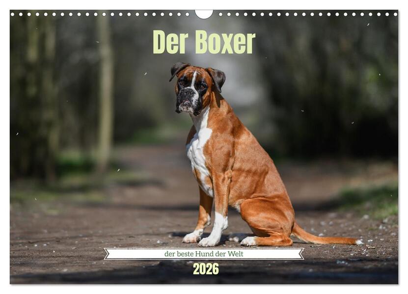 Der Boxer der beste Hund der Welt (Wandkalender 2026 DIN A3 quer) CALVENDO Monatskalender