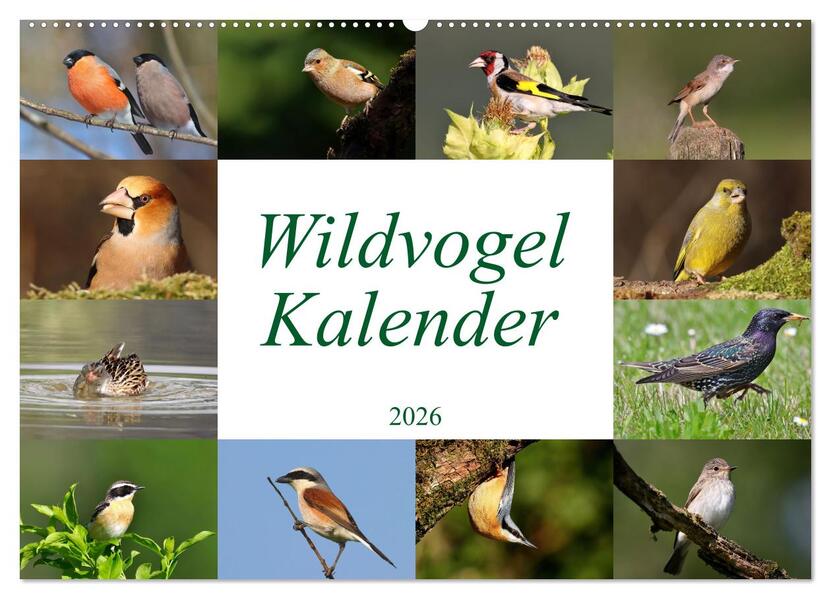 Wildvogelkalender (Wandkalender 2026 DIN A2 quer) CALVENDO Monatskalender