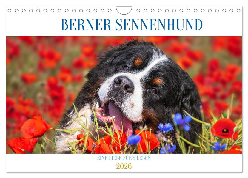 Berner Sennenhund - Eine Liebe fürs Leben (Wandkalender 2026 DIN A4 quer) CALVENDO Monatskalender