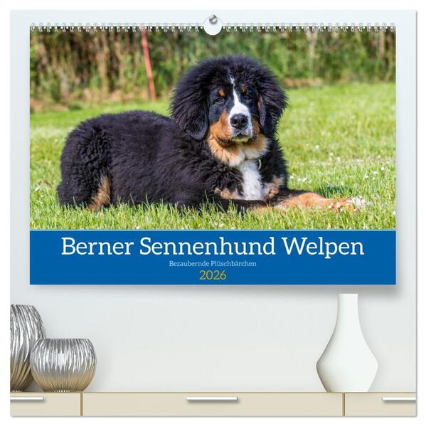 Berner Sennenhund Welpen - Bezaubernde Plüschbärchen (hochwertiger Premium Wandkalender 2026 DIN A2 quer) Kunstdruck in Hochglanz
