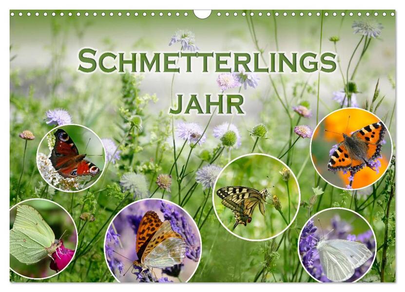Schmetterlingsjahr (Wandkalender 2026 DIN A3 quer) CALVENDO Monatskalender