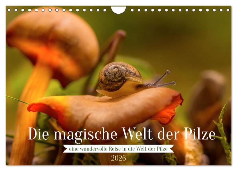 Die magische Welt der Pilze (Wandkalender 2026 DIN A4 quer) CALVENDO Monatskalender