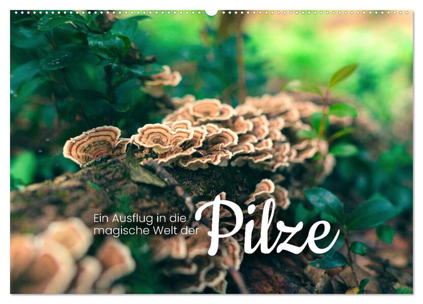 Ein Ausflug in die magische Welt der Pilze (Wandkalender 2026 DIN A2 quer) CALVENDO Monatskalender